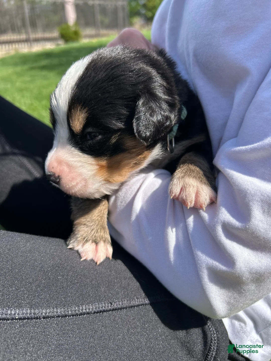 Bernese Mountain Dog dogs for sale: Bernese Mountain Dog Puppy 6 - Ad 2
