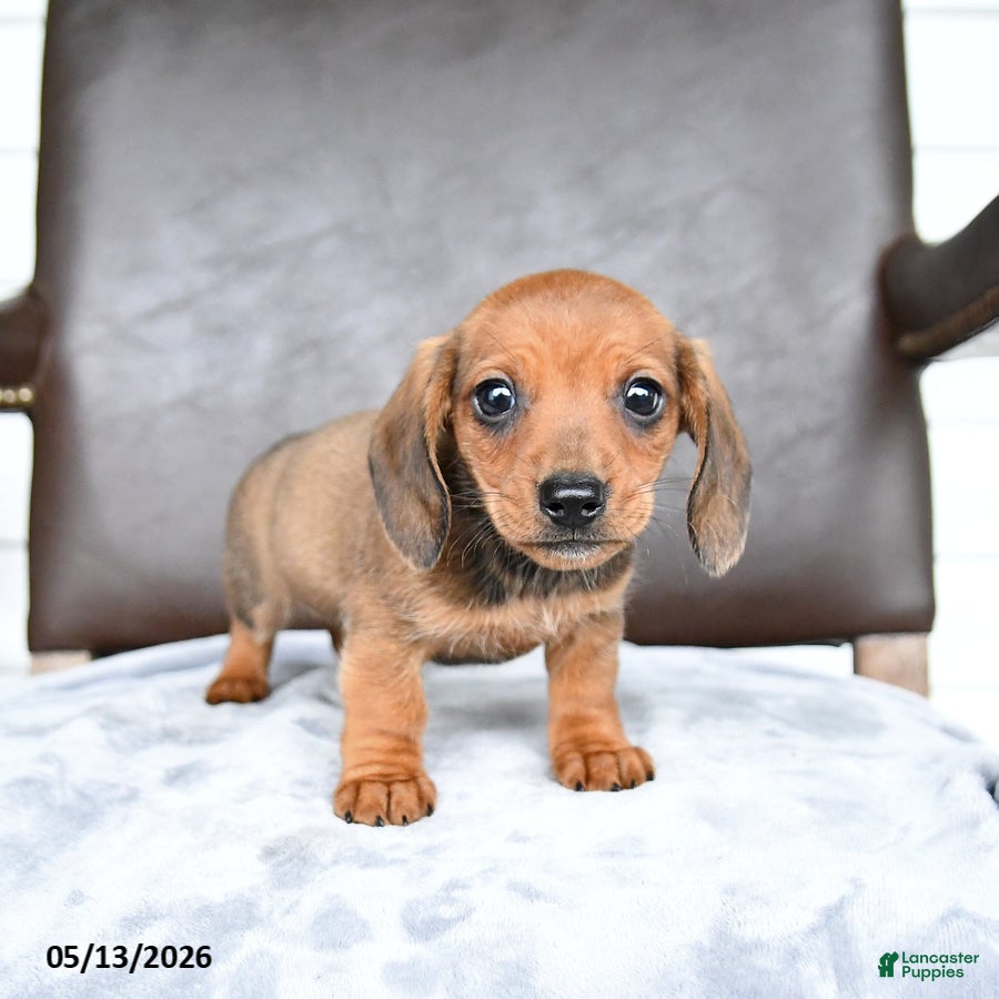 Miniature Dachshund dogs Chip - Ad 2