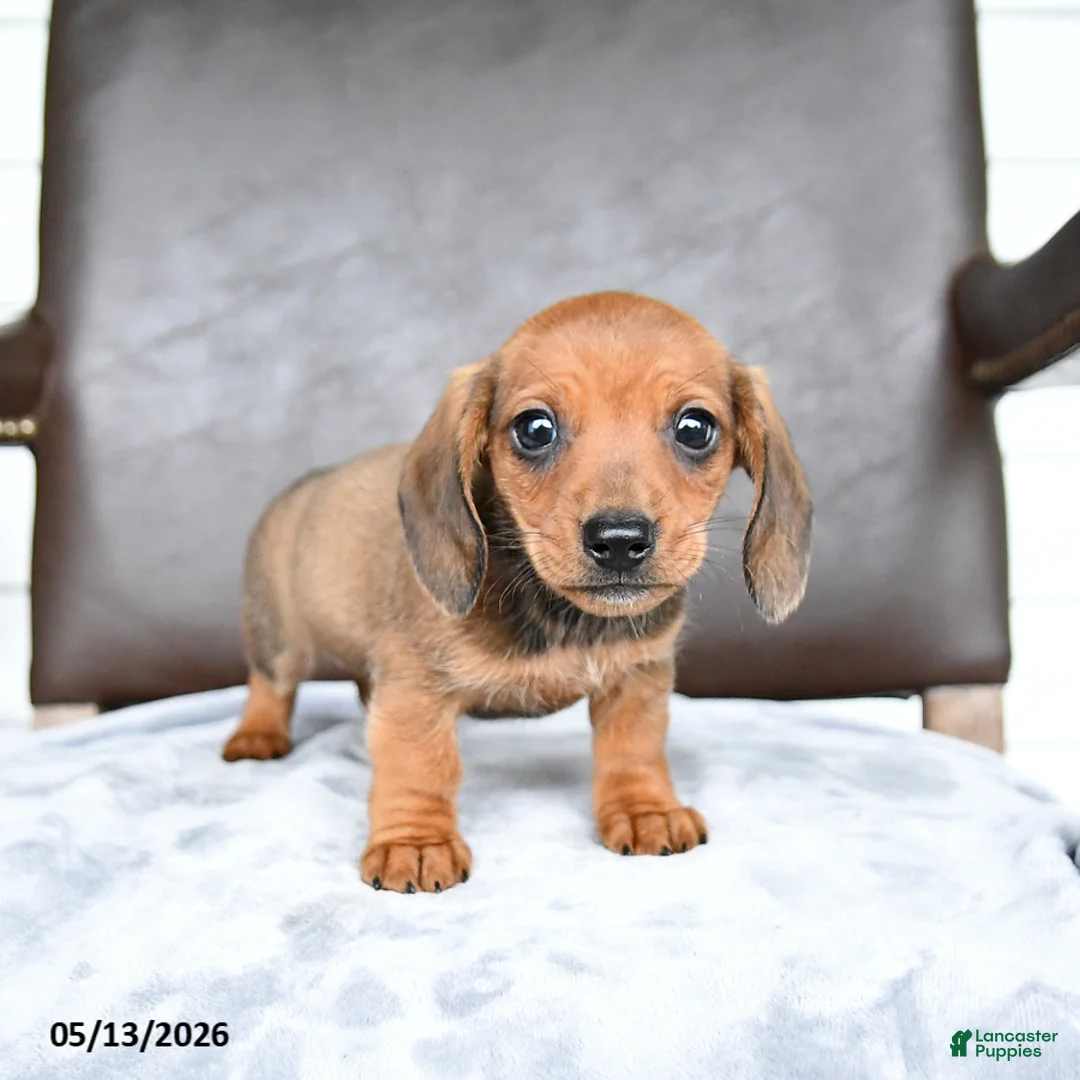 Miniature Dachshund dogs for sale: Chip - Ad 2