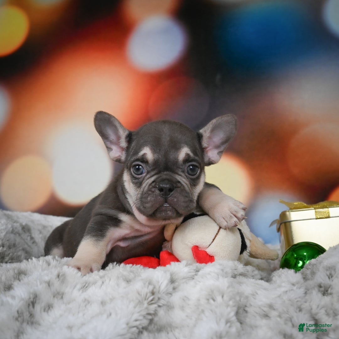 French Bulldog dogs for sale: Cameron - Ad 8