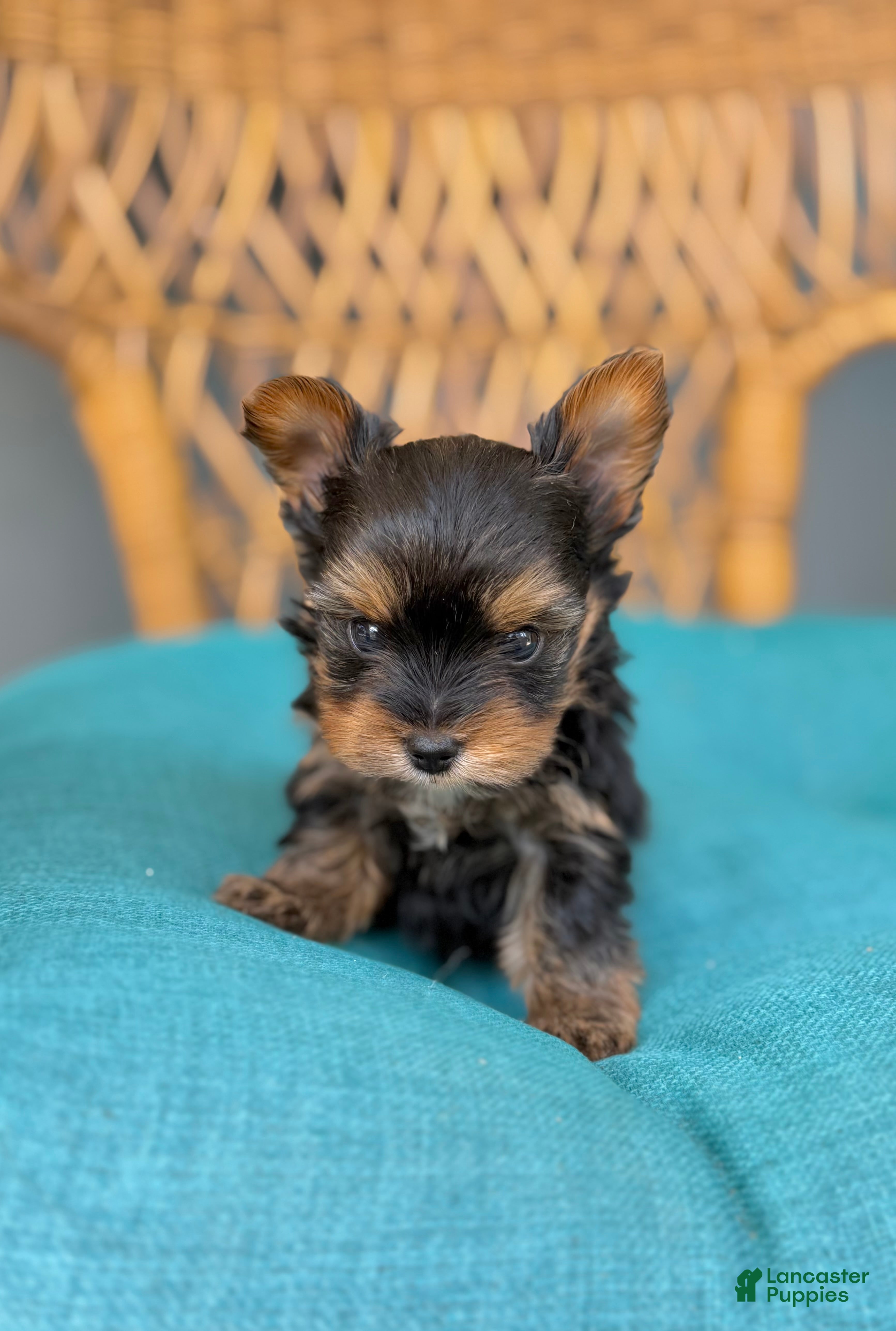 Yorkshire Terrier dogs Yorkshire Terrier 1 - Ad 1