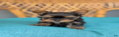 Yorkshire Terrier 1