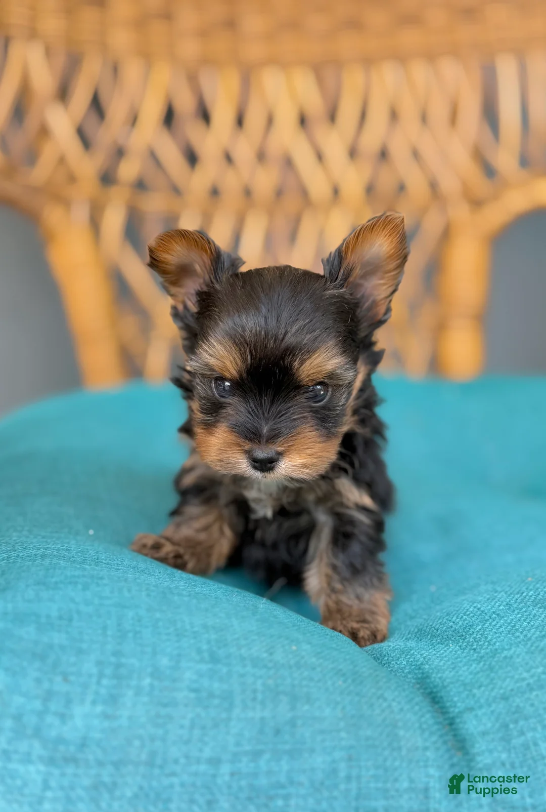 Yorkshire Terrier dogs for sale: Yorkshire Terrier 1 - Ad 1