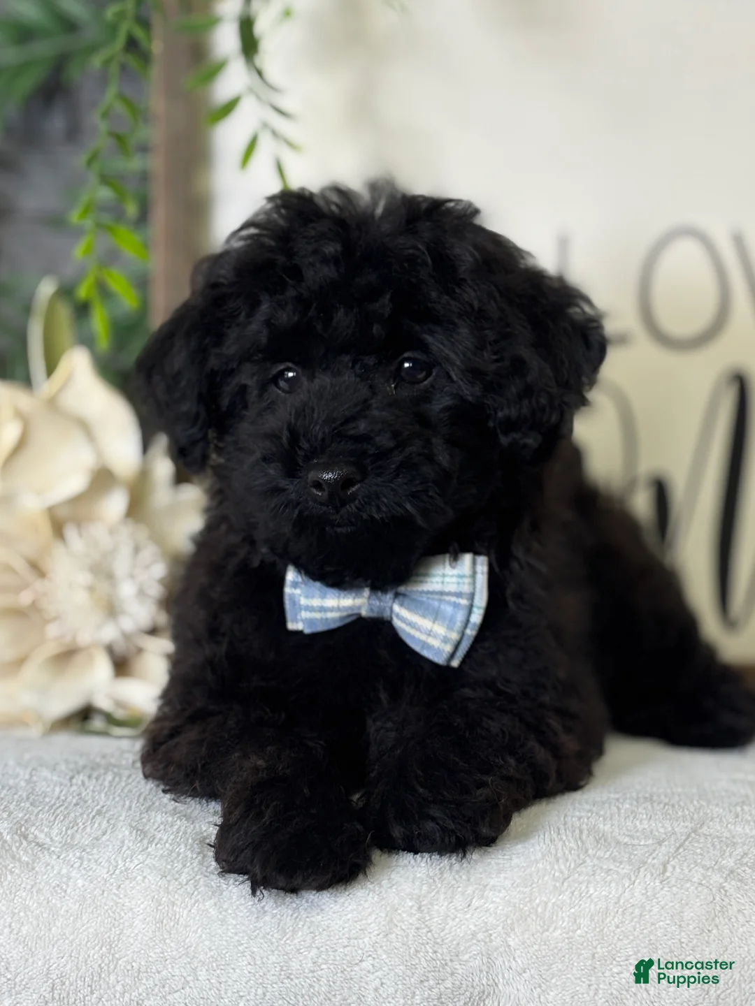 Toy Poodle dogs for sale: Smacker - Ad 17