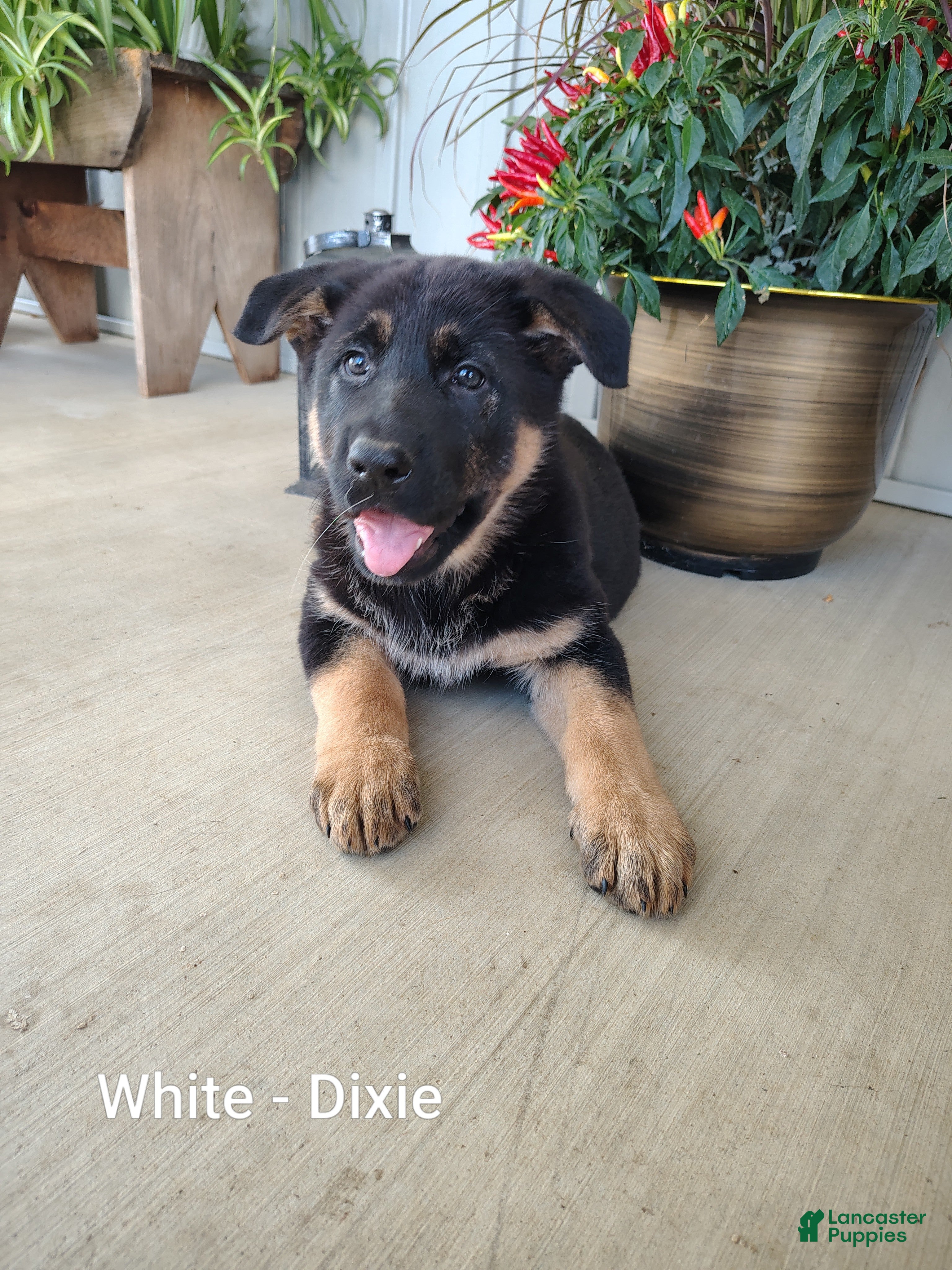 German Shepherd dogs for sale: Dixie - White - Ad 1