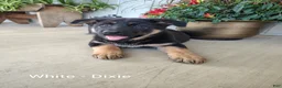 German Shepherd dogs for sale: Dixie - White - Ad 1