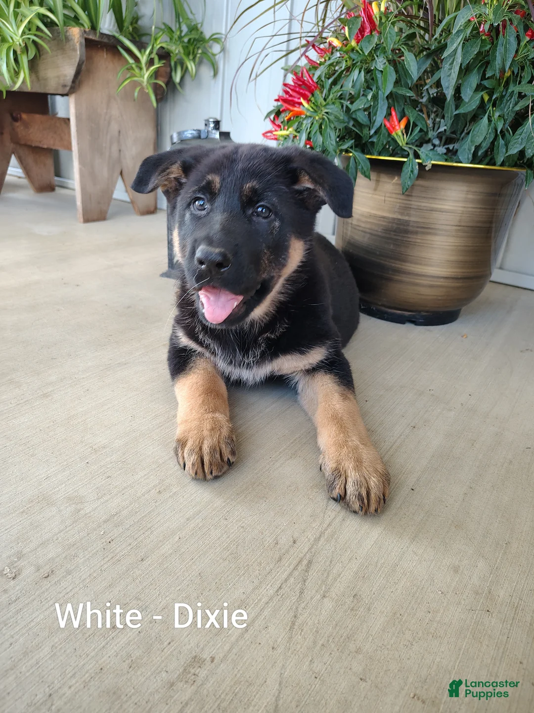 German Shepherd dogs for sale: Dixie - White - Ad 1