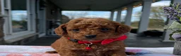 Mini Goldendoodle dogs for sale: Max - Ad 1