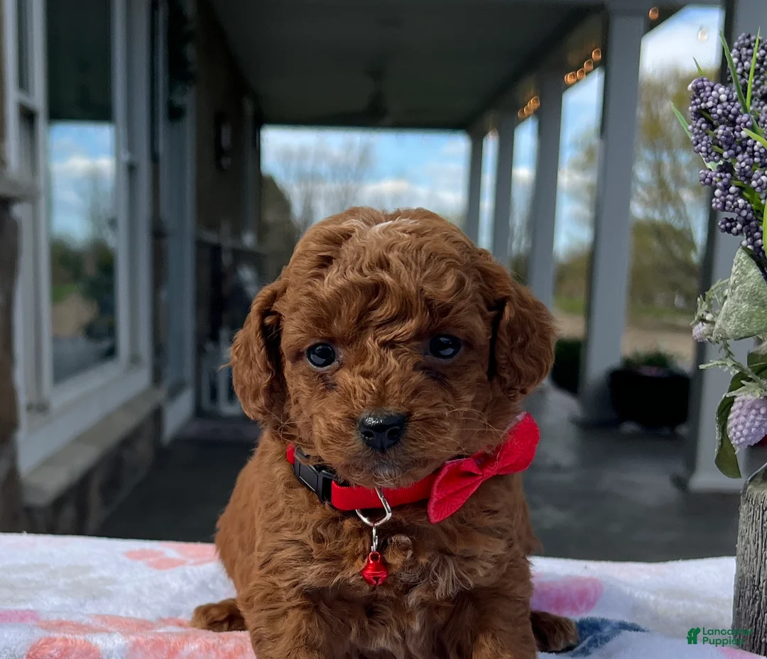 Mini Goldendoodle dogs for sale: Max - Ad 1