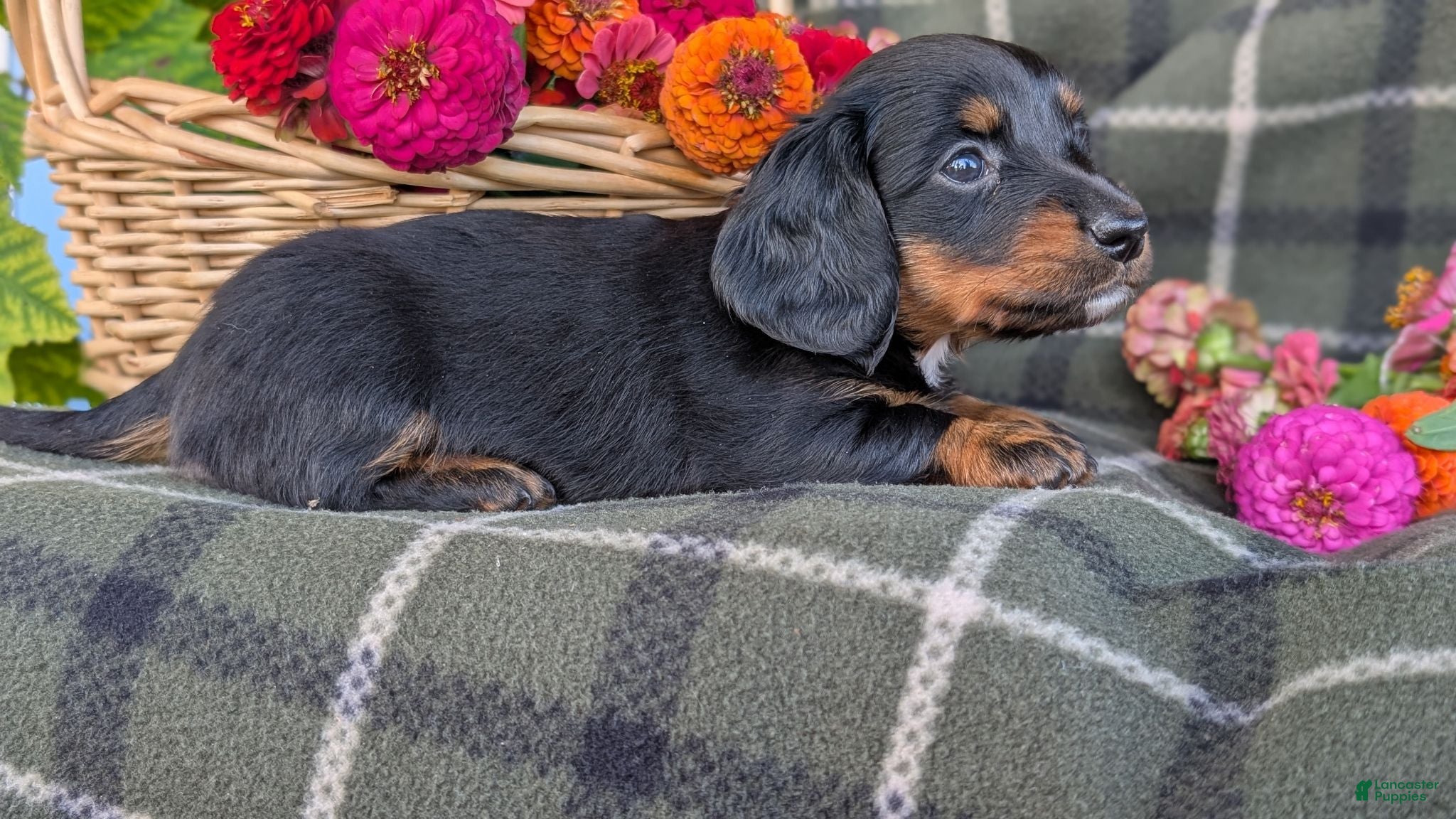 Dachshund dogs Tinker  - Ad 1