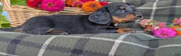 Dachshund dogs for sale: Tinker  - Ad 1