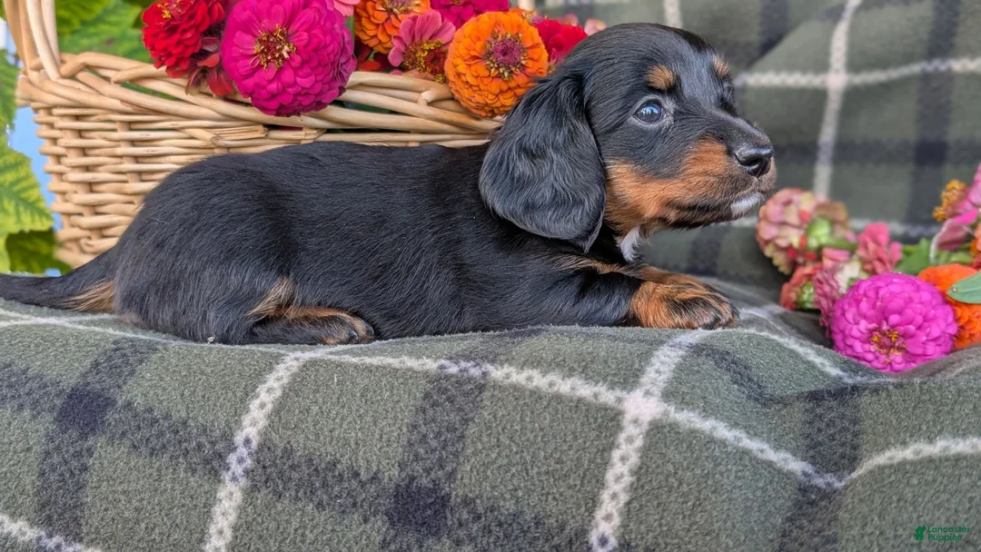 Dachshund dogs for sale: Tinker  - Ad 1