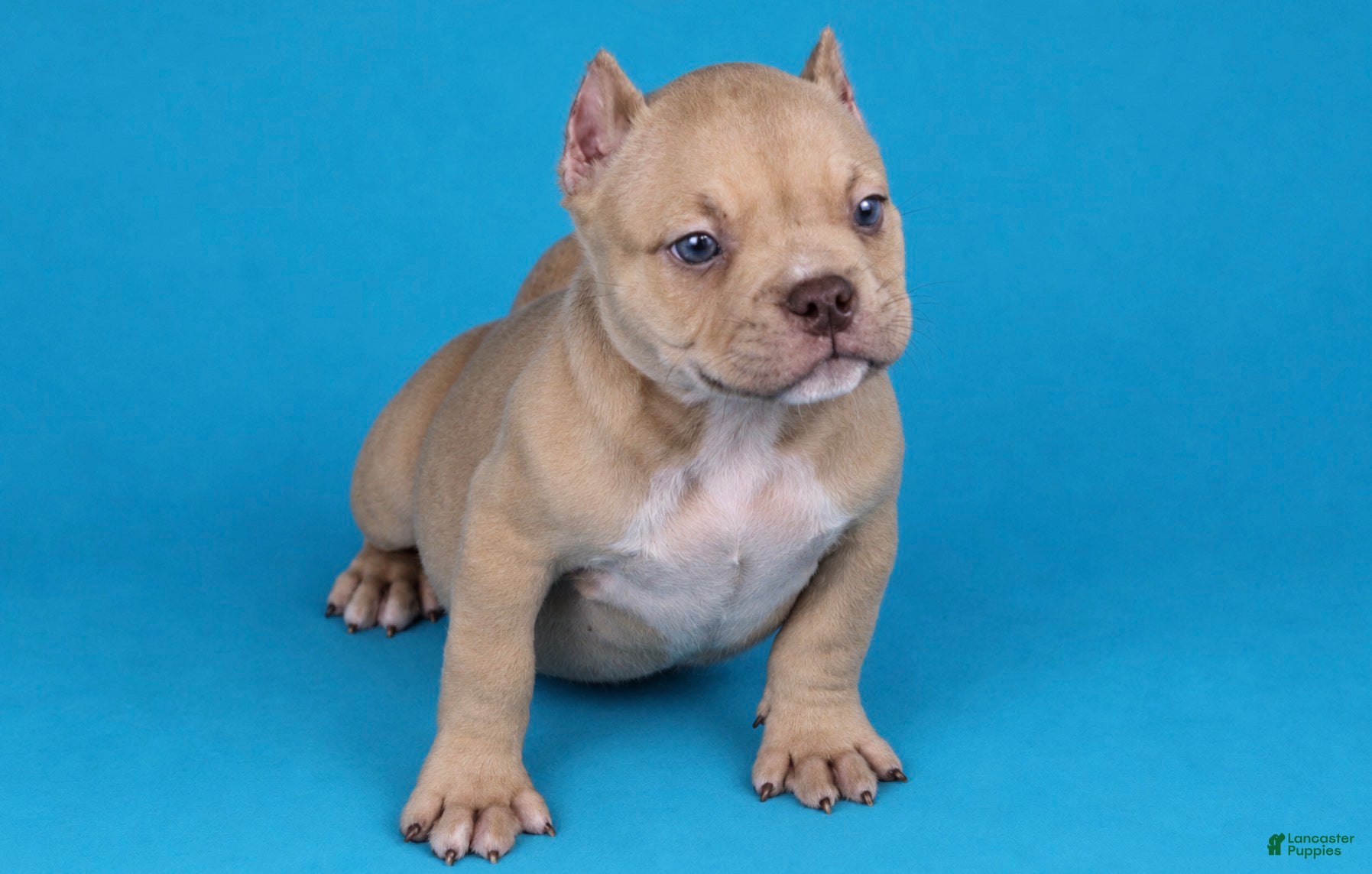 American Bully dogs Chocolate Fawn Male - Ad 2