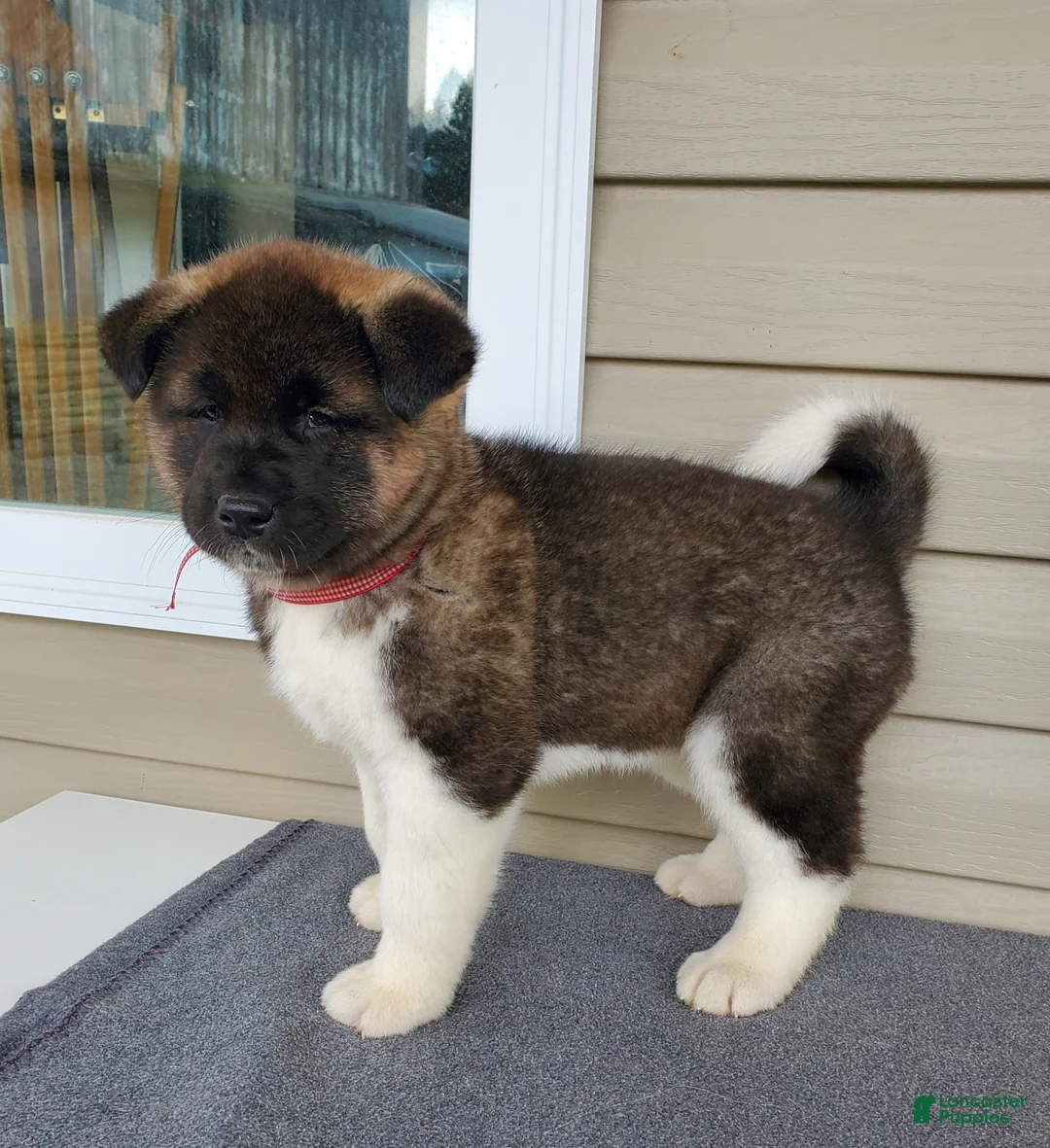 Akita dogs for sale: Amber - Ad 4