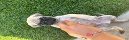 Pug dogs for sale: Pug Puppy 2 red - Ad 2