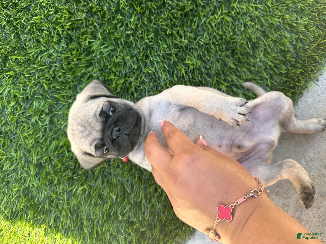 Pug dogs for sale: Pug Puppy 2 red - Ad 2