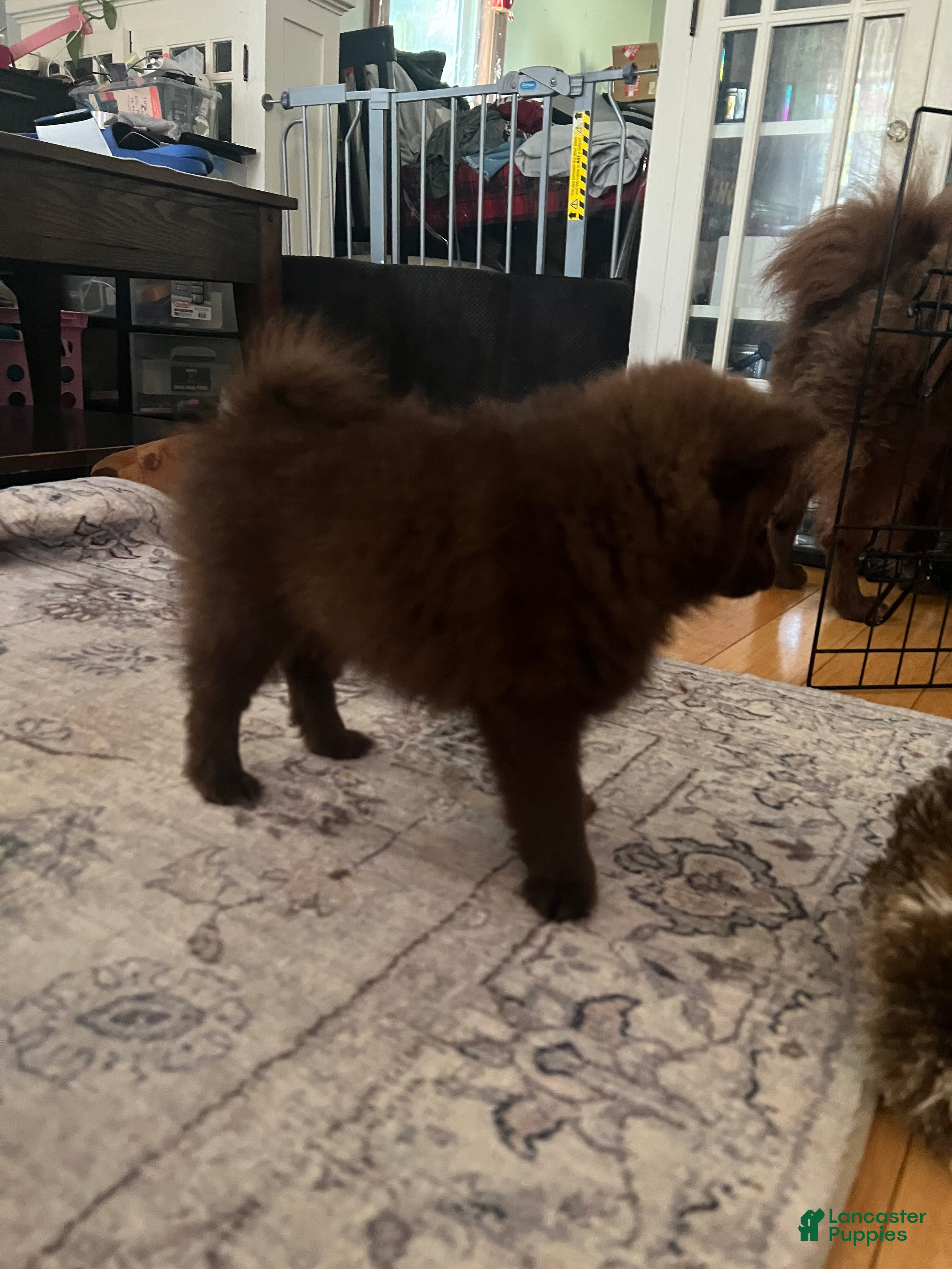 Pomeranian dogs Pomeranian 3 - Ad 2