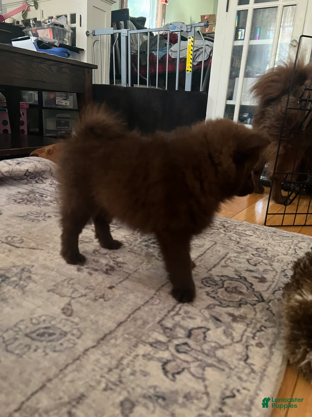 Pomeranian dogs for sale: Pomeranian 3 - Ad 2