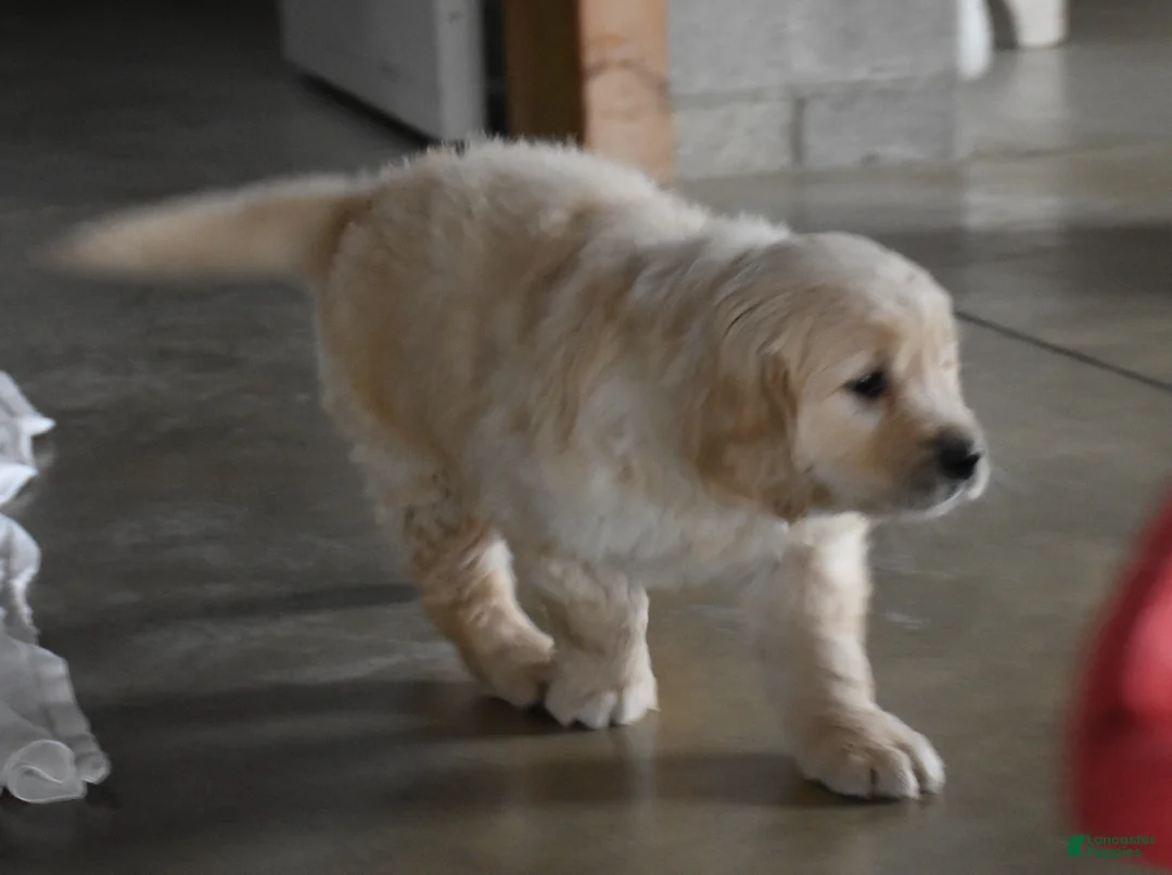 Golden Retriever dogs for sale: Harley  Genetic/OFA - Ad 22