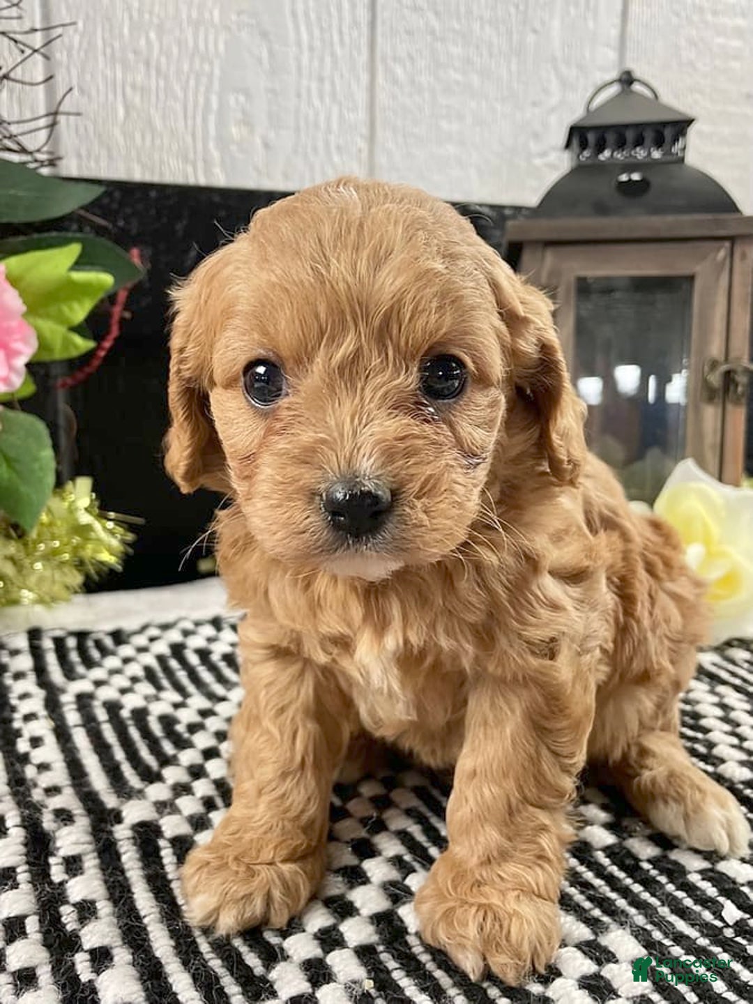 Gallery Image {{count}}