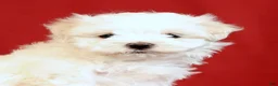 Maltese dogs for sale: Amber - Ad 9