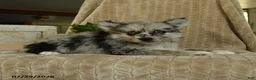 Pomsky dogs for sale: Zolton - Ad 5
