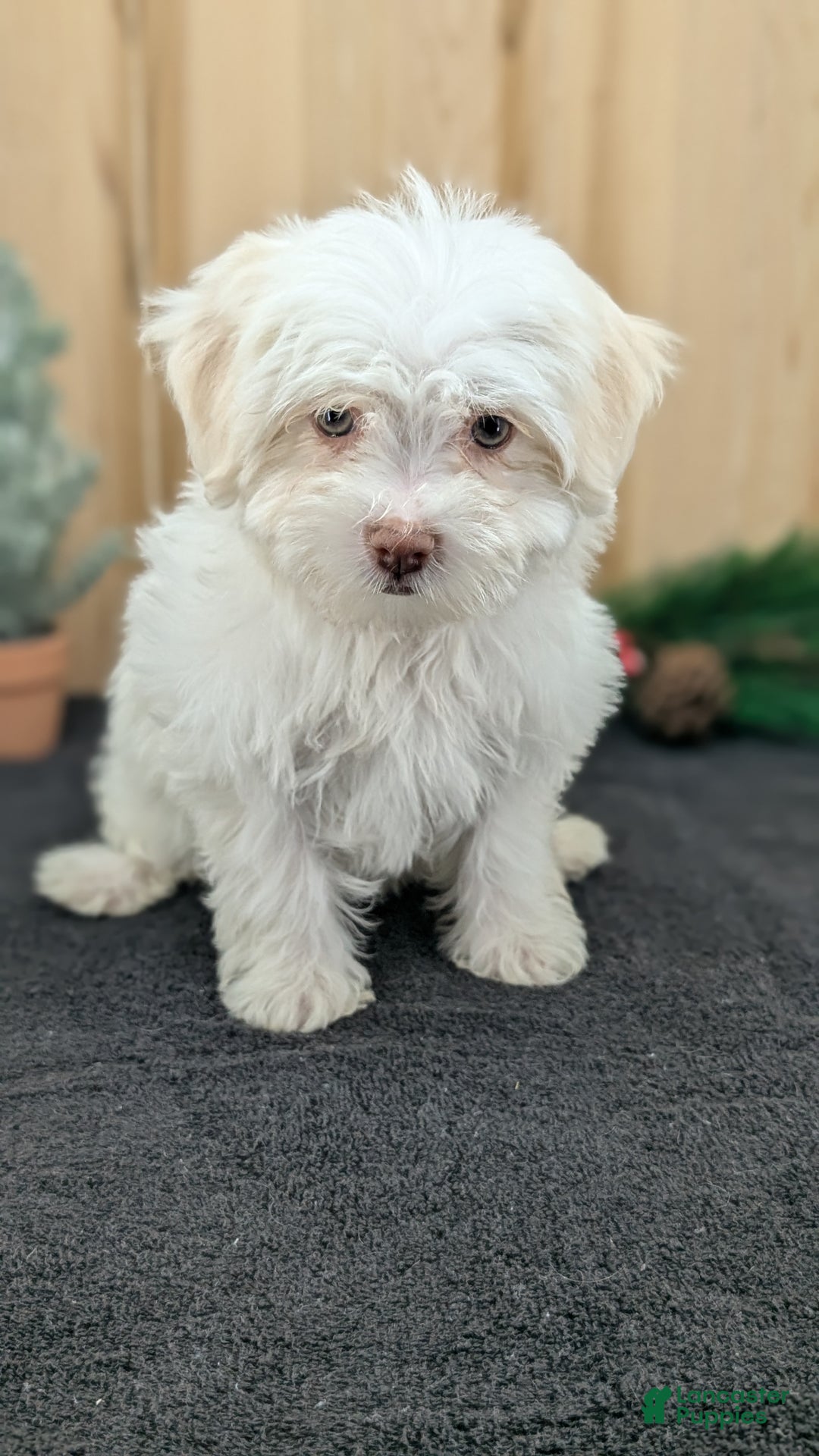 Havanese dogs for sale: Mya - Ad 3