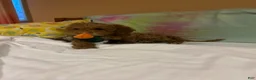 Goldendoodle dogs for sale: Goldendoodle Puppy 1 Luna - Ad 10