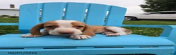 Beagle dogs for sale: Princess - Ad 5