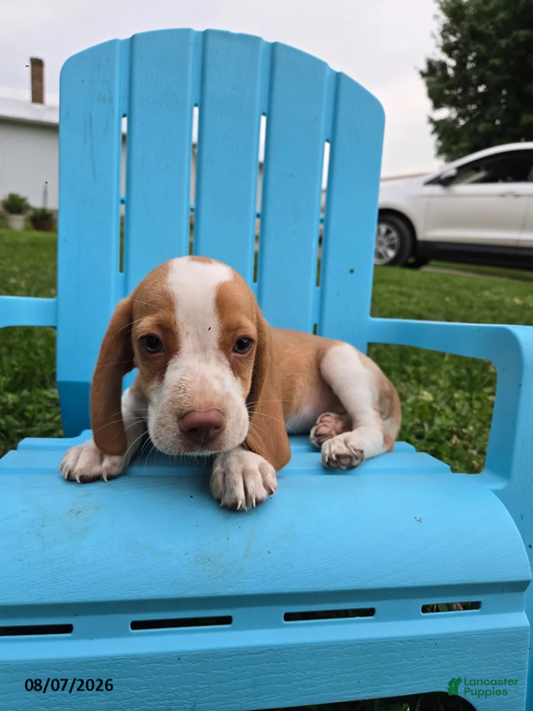 Beagle dogs for sale: Princess - Ad 5