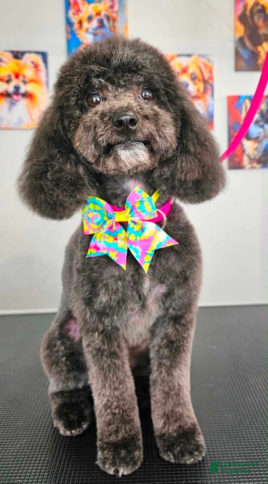 Miniature Poodle dogs BOLT - Ad 2
