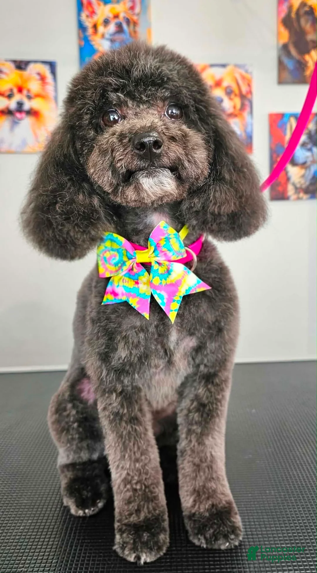 Miniature Poodle dogs for sale: Teddy  - Ad 2