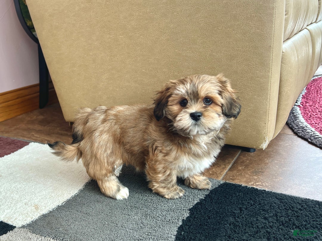 Lhasa Apso dogs for sale: Teddy - Ad 9