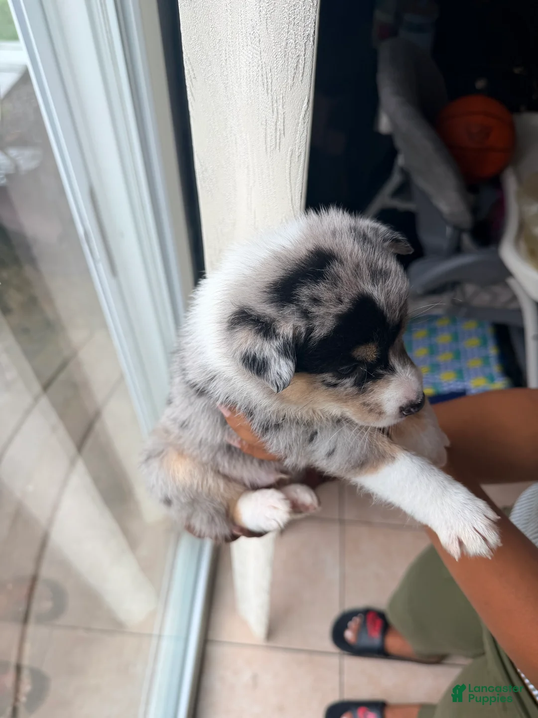 Mixed Breed dogs for sale: Blizzard - Ad 2