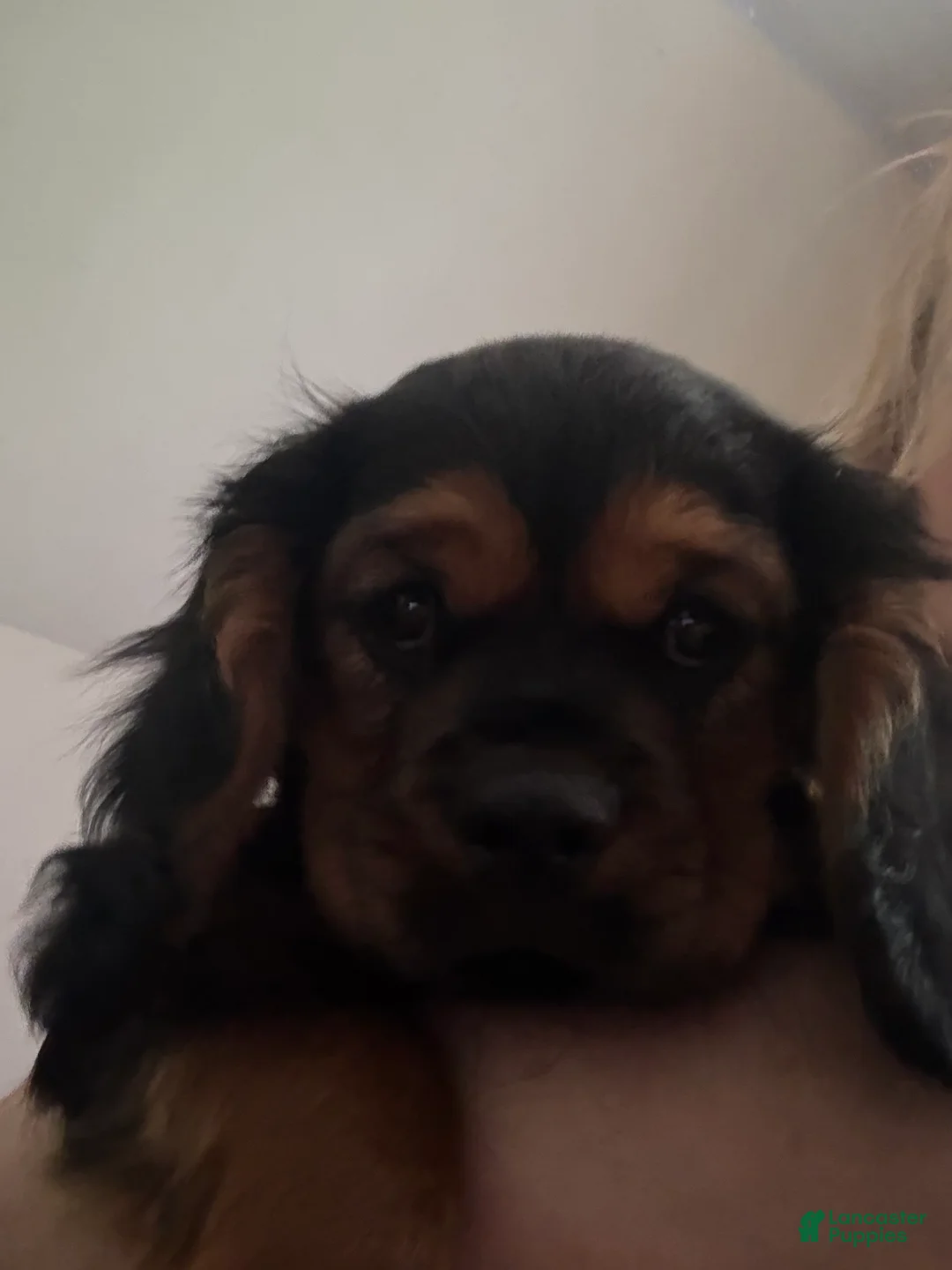 Cavalier King Charles Spaniel dogs for sale: Cavalier King Charles Spaniel Puppy 1 - Ad 2