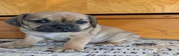 Puggle dogs for sale: Kandi  - Ad 7