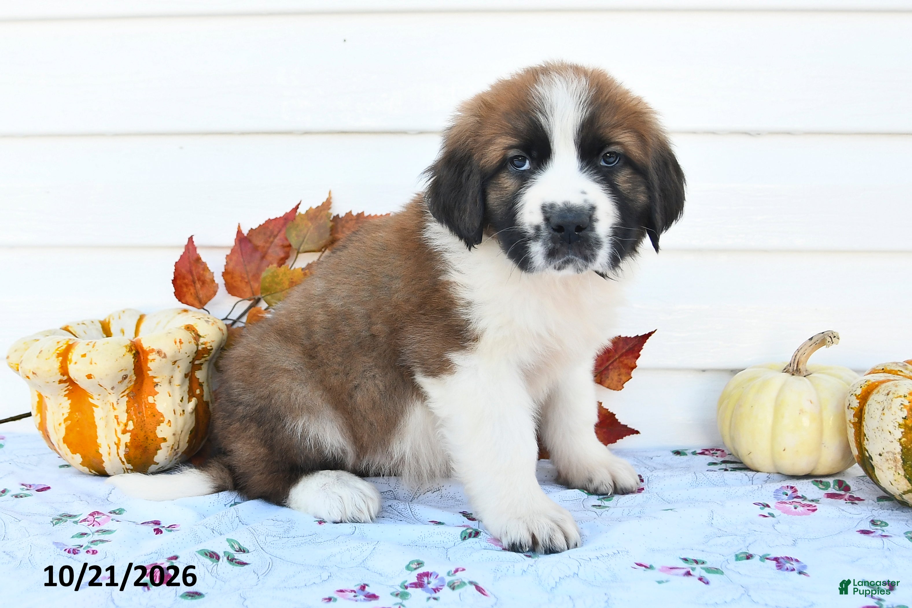 Saint Bernard dogs Mindy - Ad 2