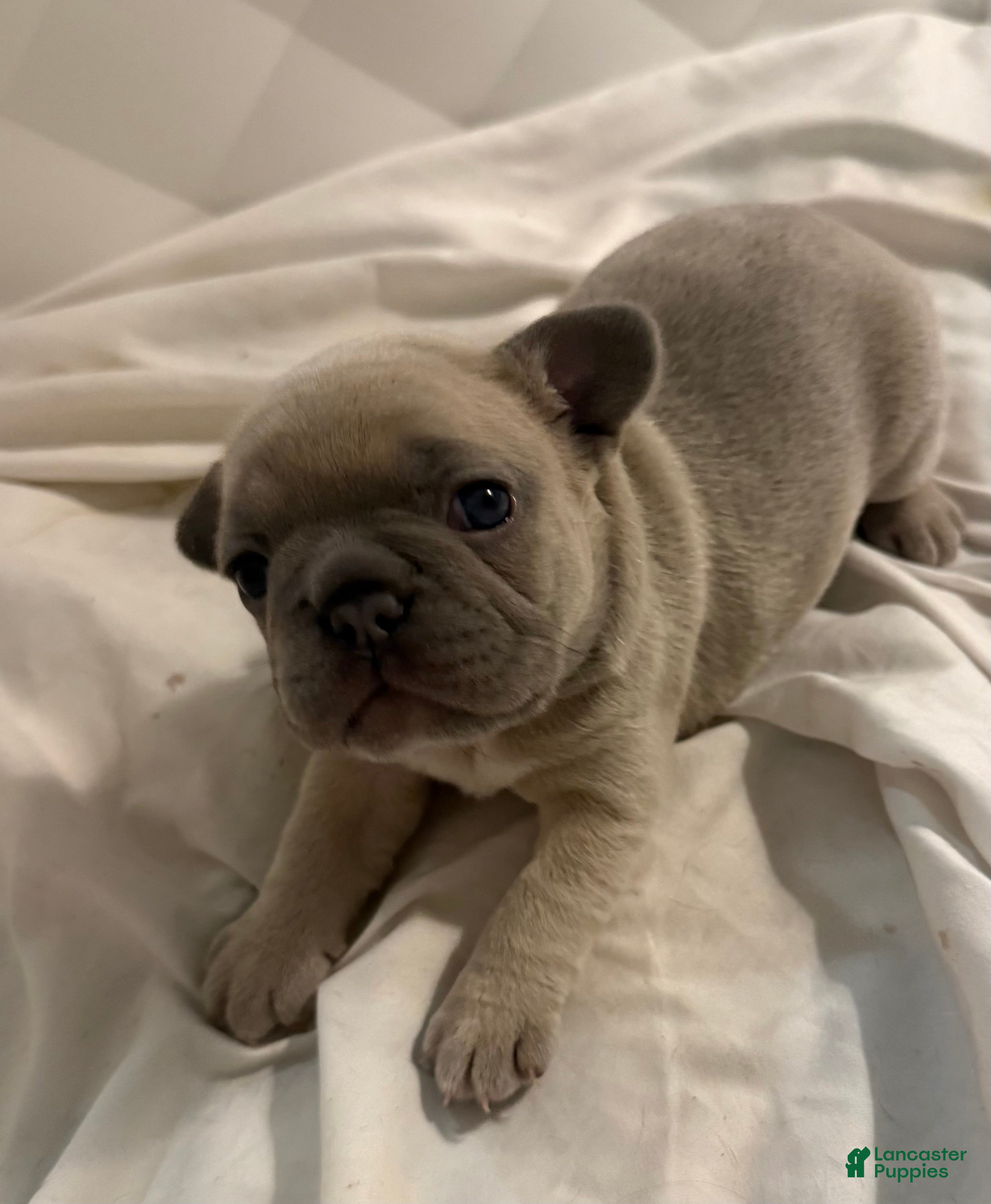 French Bulldog dogs French Bulldog 1 - Ad 33