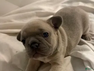 French Bulldog dogs French Bulldog 1 - Ad 1