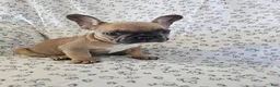 French Bulldog dogs for sale: Faith - Ad 6
