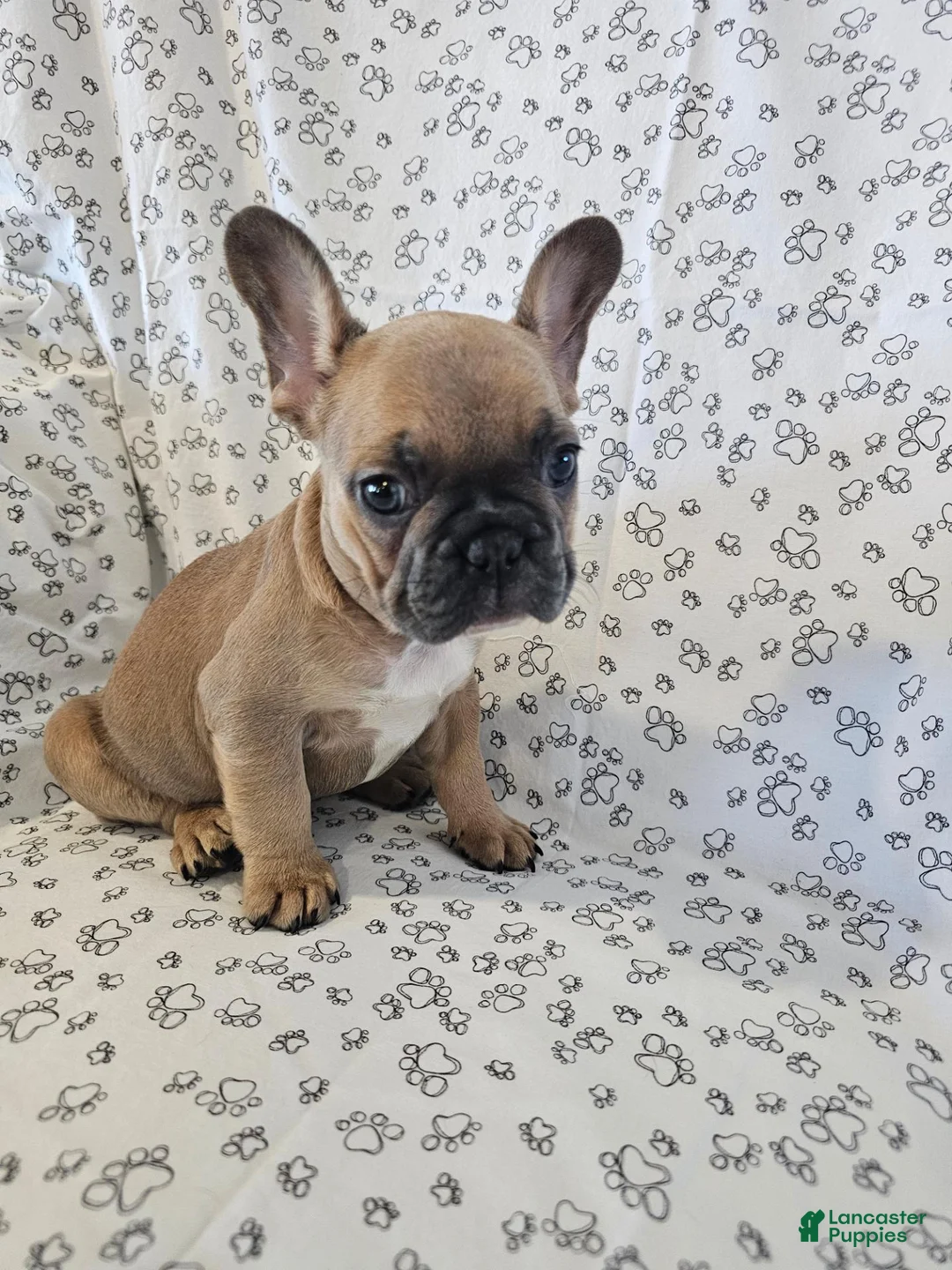 French Bulldog dogs for sale: Faith - Ad 6