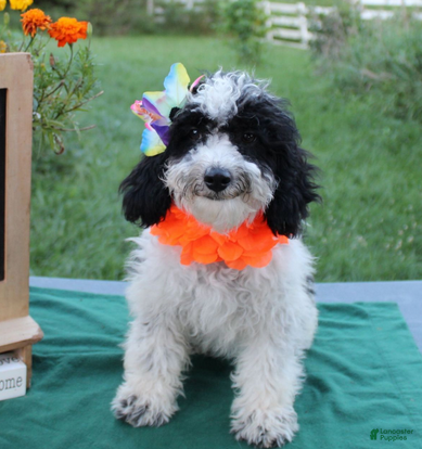 Aussiedoodle dogs Fiona - Ad 15