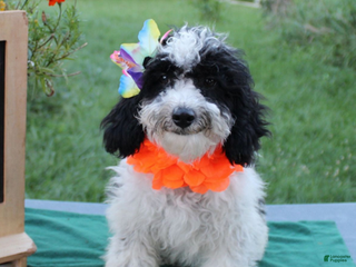 Aussiedoodle dogs Fiona - Ad 3