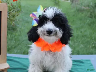 Aussiedoodle dogs Fiona - Ad 14