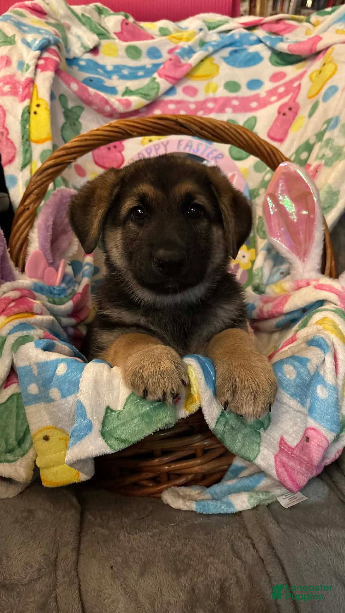 German Shepherd dogs German Shepherd Puppy 1 - Ad 11