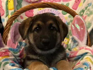 German Shepherd dogs German Shepherd Puppy 1 - Ad 11