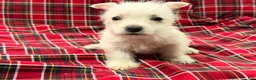 West Highland Terrier dogs for sale: Karson  - Ad 6