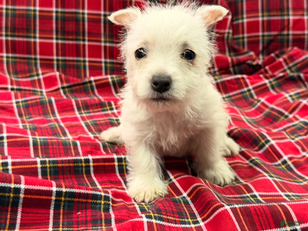 West Highland Terrier dogs for sale: Karson  - Ad 6