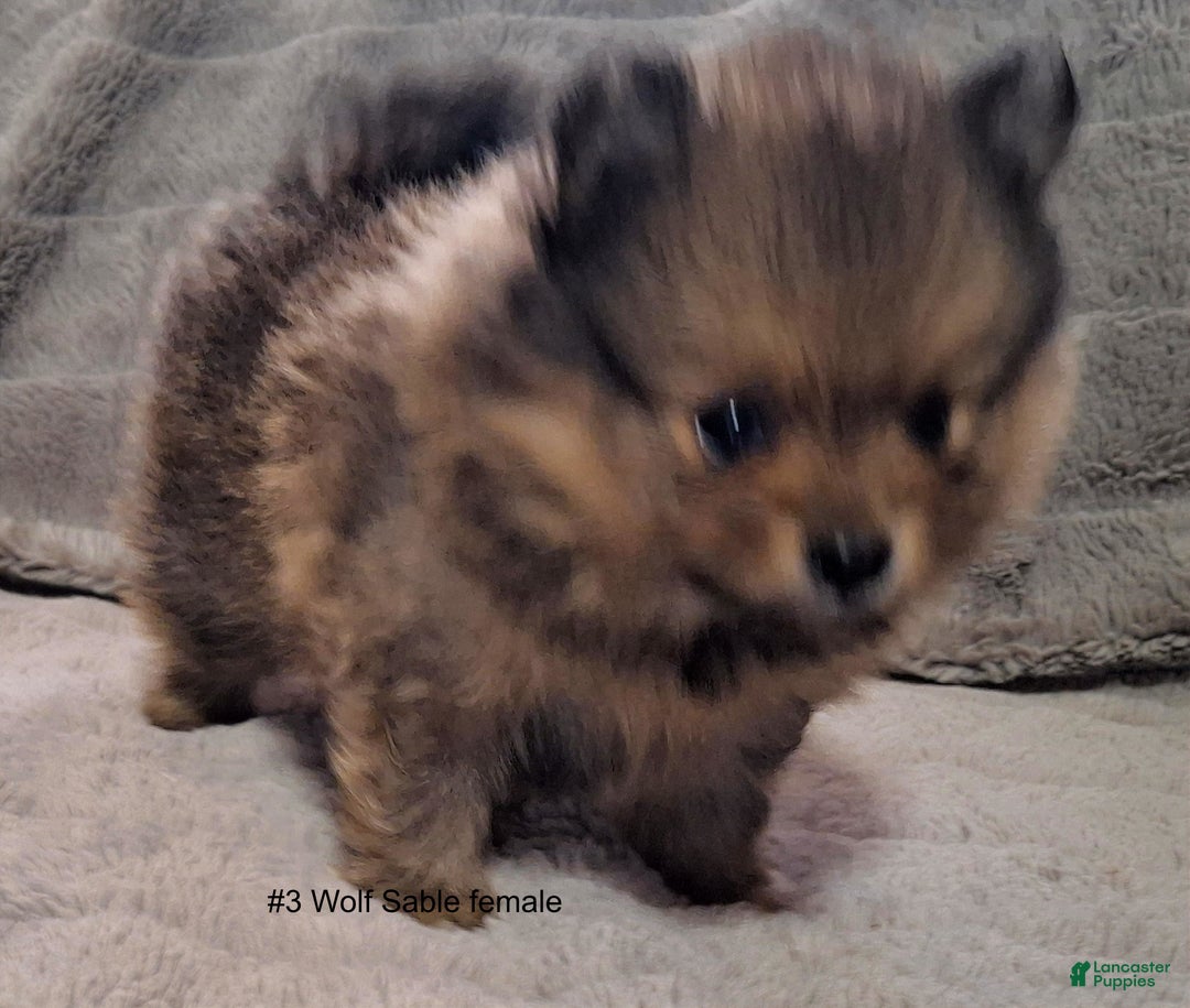 Pomeranian dogs for sale: Pomeranian Puppy 3 - Ad 1