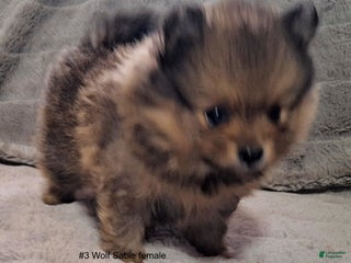 Pomeranian dogs Pomeranian Puppy 3 - Ad 18